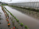 ハウス周りの畑が水没。。。